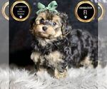 Puppy Trevor YorkiePoo