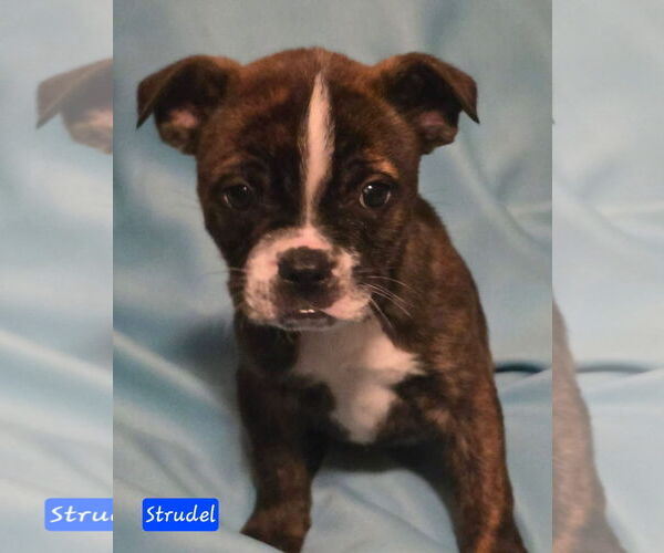 Medium Photo #4 Boston Terrier-Unknown Mix Puppy For Sale in Alexander, AR, USA