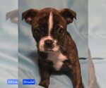 Small #3 Boston Terrier Mix