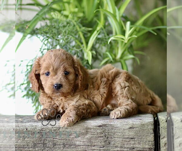 Medium Photo #2 Cavapoo (Miniature) Puppy For Sale in PARADISE, PA, USA