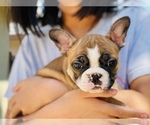 Small Photo #12 French Bulldog Puppy For Sale in FREMONT, CA, USA