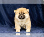 Puppy 6 Chow Chow