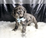 Small Photo #119 Cocker Spaniel Puppy For Sale in WARSAW, IN, USA