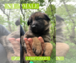 Small Photo #2 German Shepherd Dog Puppy For Sale in BEDFORD, IN, USA