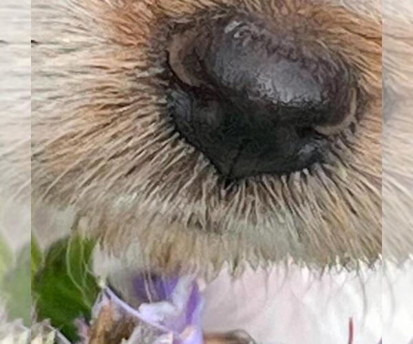 Medium Photo #5 Brittany Puppy For Sale in BERKSHIRE, NY, USA