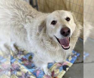 Great Pyrenees-Unknown Mix Dogs for adoption in Visalia, CA, USA