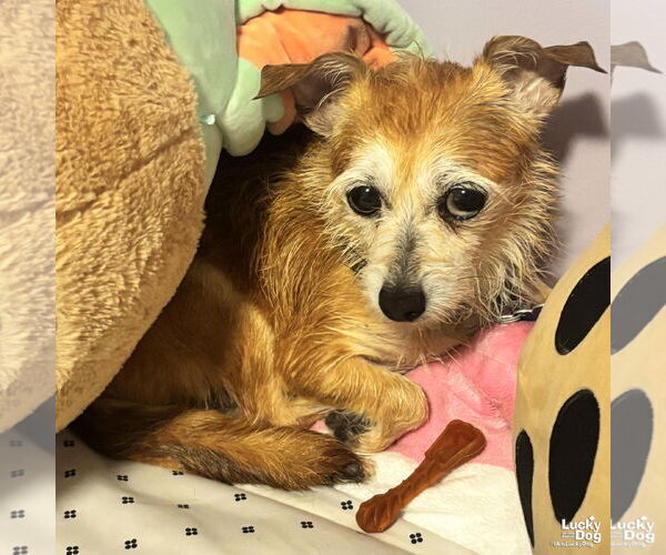 Medium Photo #4 Mutt Puppy For Sale in Washington, DC, USA