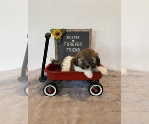Zuchon Puppy for sale in BLOOMFIELD, IN, USA