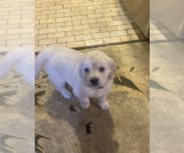 Medium Photo #3 English Cream Golden Retriever Puppy For Sale in BEAUMONT, CA, USA