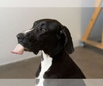 Small #1 Great Dane