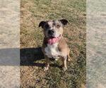 Small #2 American Bulldog-American Staffordshire Terrier Mix
