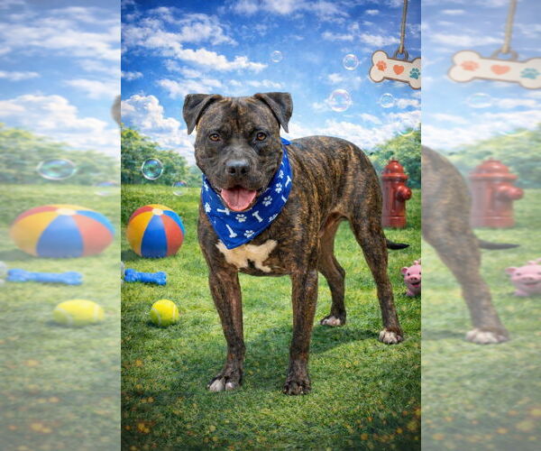 Medium Photo #6 American Staffordshire Terrier-Unknown Mix Puppy For Sale in Lake Forest, CA, USA