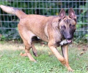 Father of the Belgian Malinois puppies born on 07/29/2023