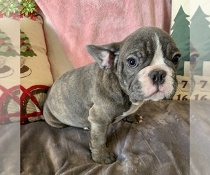 French Bulldog Puppy for sale in JOHNS ISLAND, SC, USA