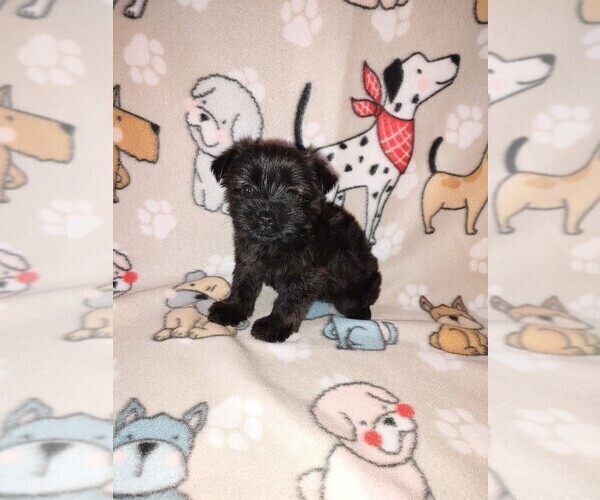 Medium Photo #6 YorkiePoo Puppy For Sale in LAPEER, MI, USA