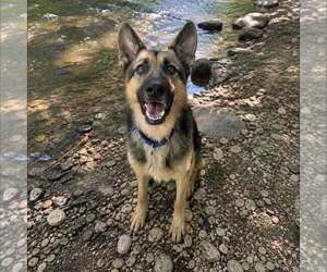 German Shepherd Dog-Unknown Mix Dogs for adoption in New Oxford , PA, USA