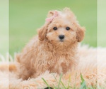 Small Photo #10 Maltipoo (Miniature) Puppy For Sale in WARSAW, IN, USA