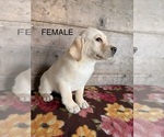 Litter of 4 - Male(s) and Female(s) Labrador RetrieverLitter of Puppies for Sale - Photo #2