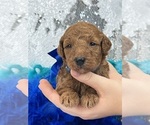 Small Photo #2 Goldendoodle (Miniature) Puppy For Sale in BULLARD, TX, USA