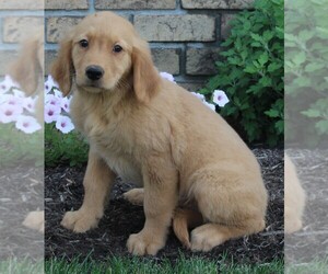 Golden Retriever Puppy for sale in FREDERICKSBURG, OH, USA