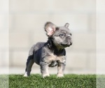 Small #1 French Bulldog