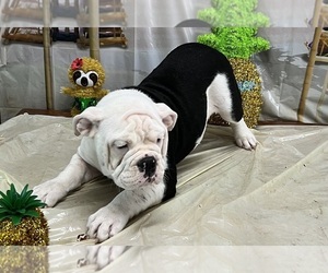 Olde English Bulldogge Puppy for sale in LORAIN, OH, USA