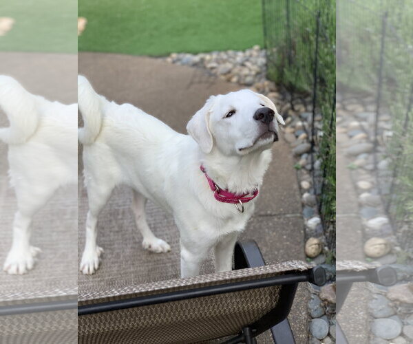 Medium Photo #6 Great Pyrenees Puppy For Sale in Spring, TX, USA