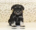 Small #3 Schnauzer (Miniature)