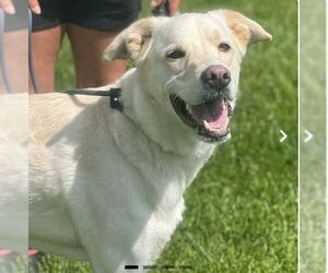 Unknown-white german shepherd Mix Dogs for adoption in Martinsburg, WV, USA