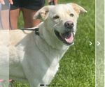 Small white german shepherd Mix