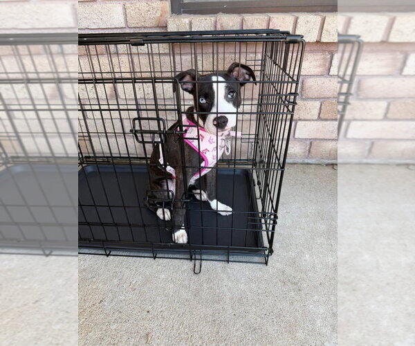 Medium Photo #1 Mutt Puppy For Sale in Claremore, OK, USA