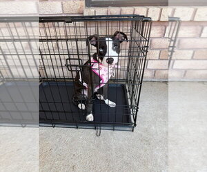 Mutt Dogs for adoption in Claremore, OK, USA
