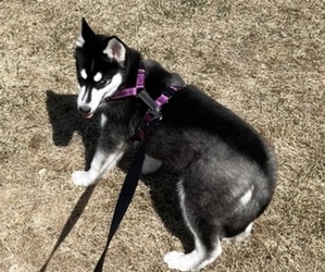 Medium Siberian Husky