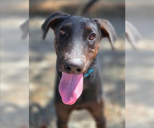 Medium Photo #1 Doberman Pinscher Puppy For Sale in Woodland, CA, USA