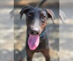 Small Doberman Pinscher