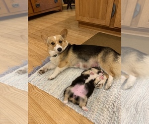 Mother of the Pembroke Welsh Corgi puppies born on 10/02/2019