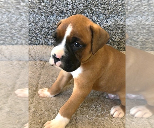 Medium Photo #4 Boxer Puppy For Sale in APPLE CREEK, OH, USA