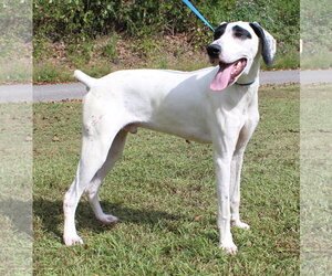 Cash 44471 - Male German Shorthaired Pointer Dog for Adoption - Photo #4