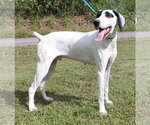 Small Photo #4 German Shorthaired Pointer Puppy For Sale in Prattville, AL, USA