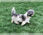 Small Photo #1 Shiranian Puppy For Sale in MIDDLEBURY, IN, USA