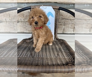 Goldendoodle-Poodle (Standard) Mix Puppy for sale in NIANGUA, MO, USA