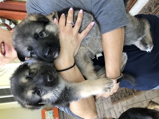 German Shepherd Dog Puppy for sale in BEDFORD, IN, USA
