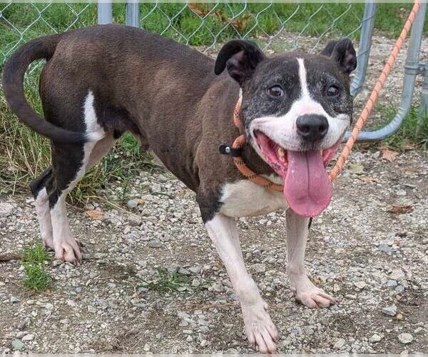 Medium Photo #2 Staffordshire Bull Terrier-Unknown Mix Puppy For Sale in Anniston, AL, USA
