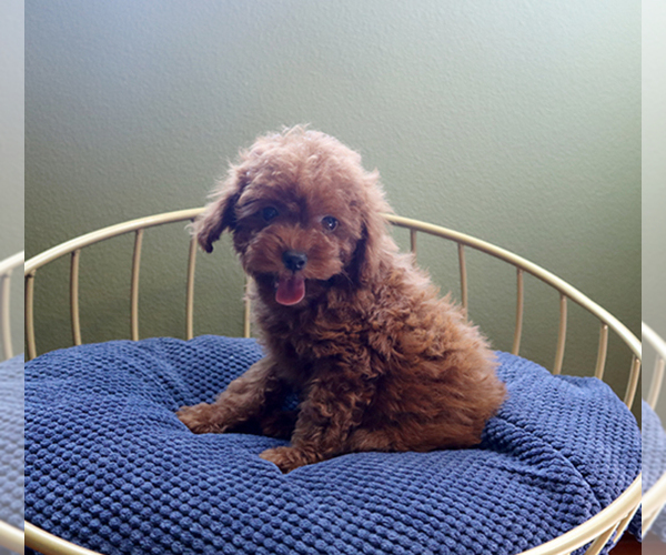 Medium Photo #4 Poodle (Toy) Puppy For Sale in LOS ANGELES, CA, USA