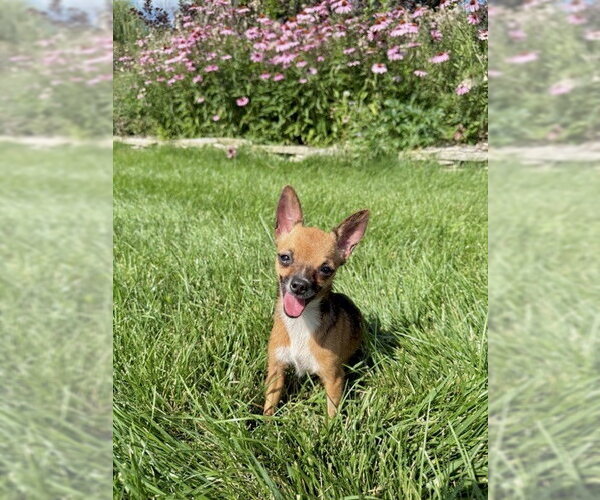 Medium Photo #3 Chihuahua Puppy For Sale in St. Louis Park, MN, USA