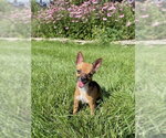 Small #2 Chihuahua