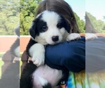 Small Photo #1 English Shepherd Puppy For Sale in OXFORD, IN, USA