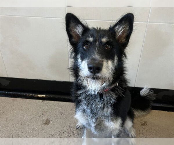 Medium Photo #1 Mutt Puppy For Sale in Redwood City, CA, USA