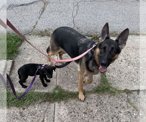 Medium Photo #8 Mutt Puppy For Sale in Philadelphia, PA, USA