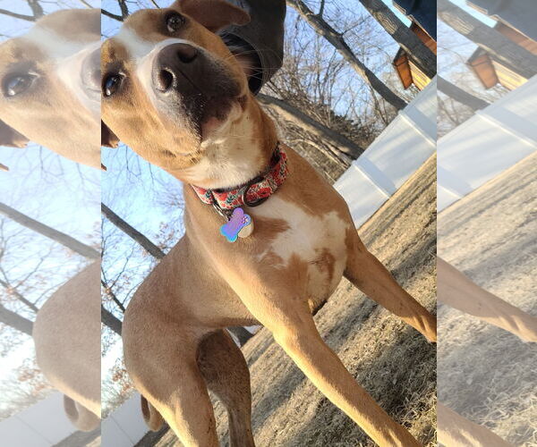 Medium Photo #4 Mutt Puppy For Sale in Brooklyn Center, MN, USA